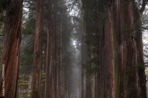 Japanese cedar trees at Togakushi, Nagano. © kenzo