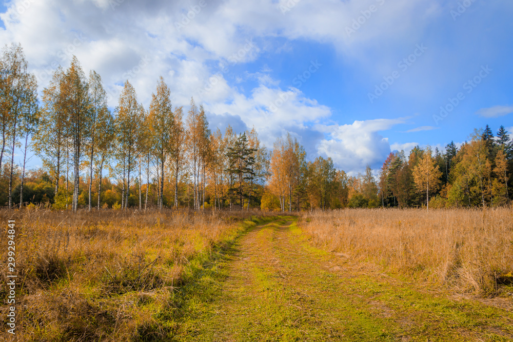 Sunny autumn landscape in the field. The nature of Russia. Golden autumn. Yellow trees.