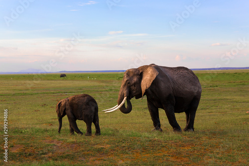 Elefant mit Jungem  Masai Mara  Kenia