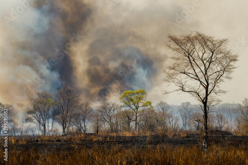 Forest fire. Forest fire in the autumn season.