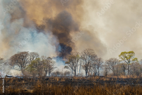 Forest fire. Forest fire in the autumn season. © alexhitrov