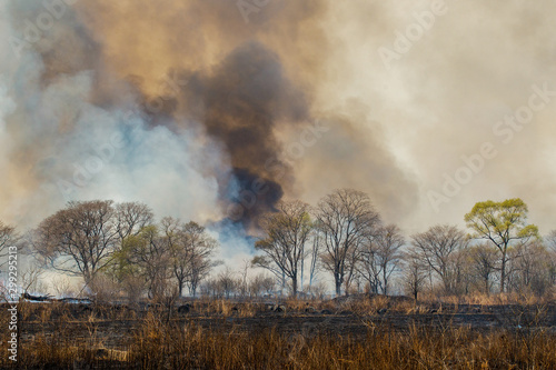 Forest fire. Forest fire in the autumn season.