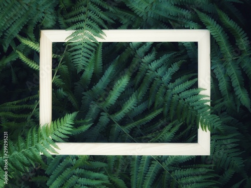 Fototapeta Naklejka Na Ścianę i Meble -  Square wooden frame, Creative layout of fern leaves and tropical flowers with paper card note. Blank for advertising card or invitation. Fern leaf in Forest. Summer poster and nature concept.