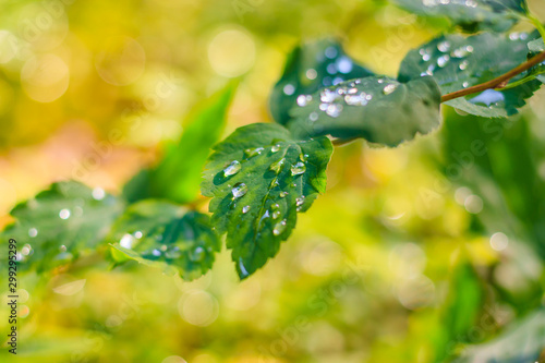 Branch with a green leaf Bush . Green plant. Photosynthesis.