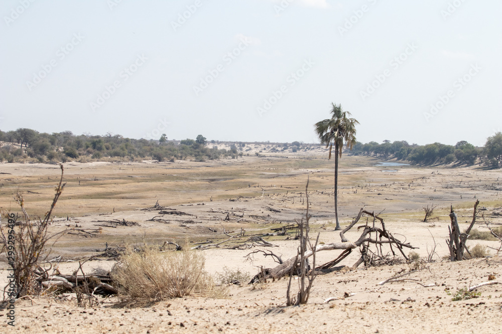 drought in africa botswana along the boteti river. Global warming and extreme drought in the okavango delta, river path dried with grazing animals in search of water. Dry season during safari