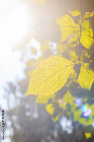 Branch with a green leaf Bush . Green plant. Photosynthesis.