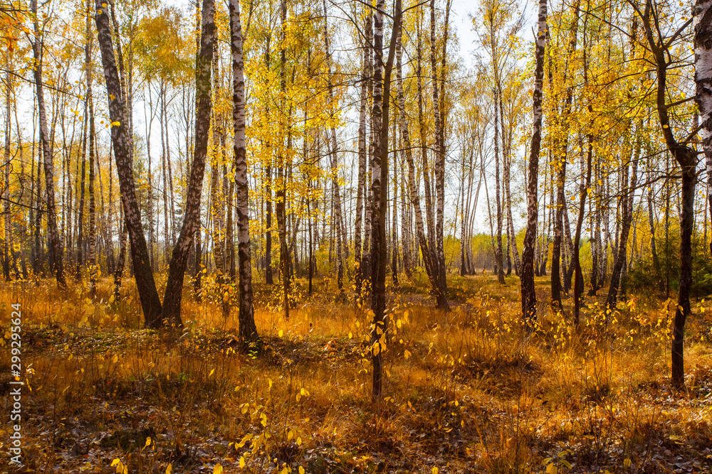 Birch woods on bright sunny day in fall, rural landscape