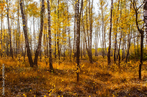 Birch woods on bright sunny day in fall, rural landscape