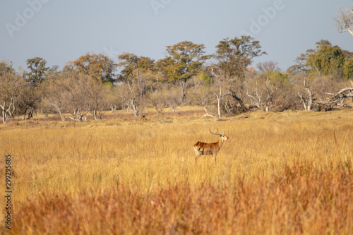 Red lechwe  Kobus leche  in savanna Botswana. Antelope kobus  tipical herbivore in south africa. Lechwe during game drive safari  prey for lions and leopards