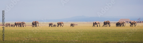 Photography herd of elephants