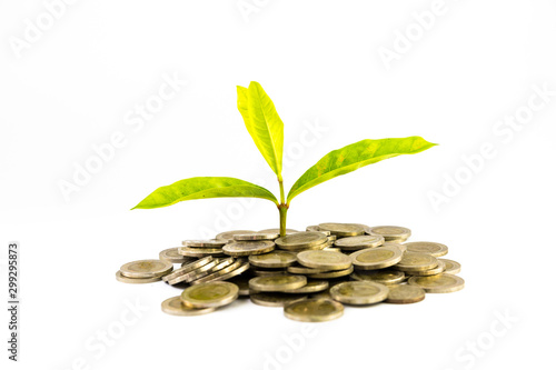 plant growing out of  coins isolated on white