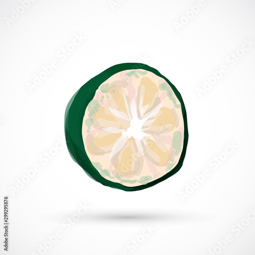 Monk fruit siraitia herb plant vector traditional