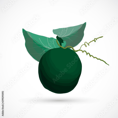 Monk fruit siraitia herb plant vector traditional