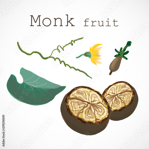 Monk fruit siraitia herb plant vector traditional