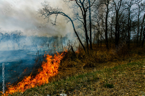 Forest fire. Forest fire in the autumn season.