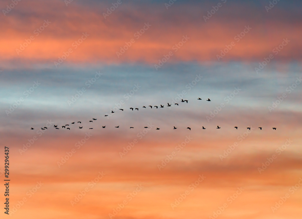 flock of birds flying in v formation against sunset sky flock of birds flying in v formation against sunset sky