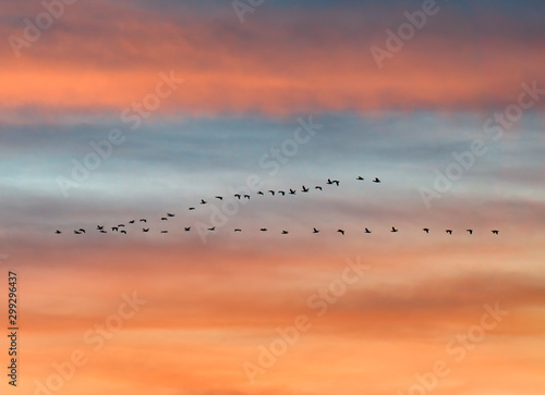 flock of birds flying in v formation against sunset sky © mimadeo