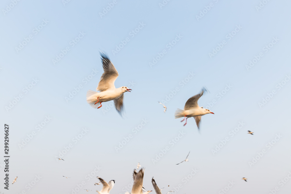 Migratory seagulls flock to the Bang Pu Seaside, Thailand during Migratory seagulls flock to the Bang Pu Seaside, Thailand during