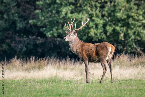 A majestic 12 point royal red deer stag stands proudly looking alert to the left © alan1951