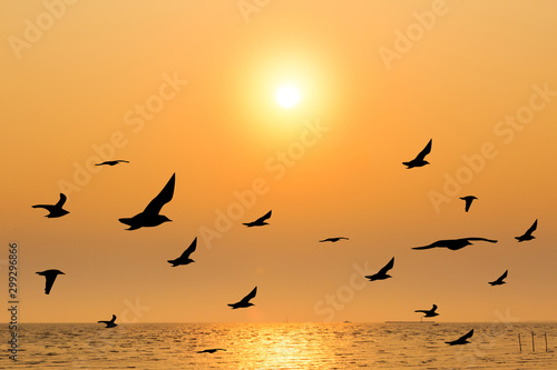 Seagull with sunset at Bang Pu beach, Thailand © kowitstockphoto