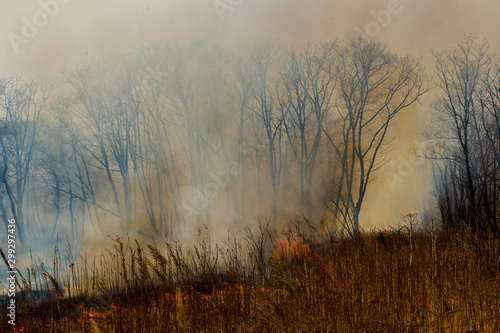 Forest fire. Forest fire in the autumn season.