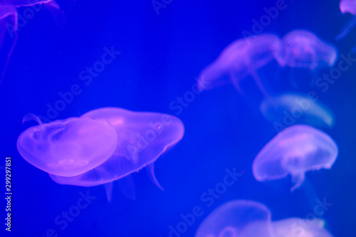Several jellyfish in blue or purple backlight in the aquarium. Transparent jellyfish on a blue background. Free copy space © Postmodern Studio