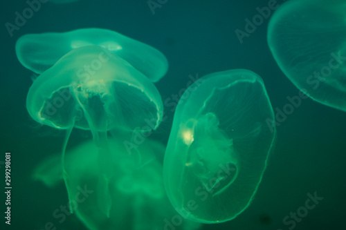 Tourism and underwater diving. Blue lighting jellyfish in ocean on a light blue background of water. Underwater life. Background of the ocean. Life in the ocean. Free space for text