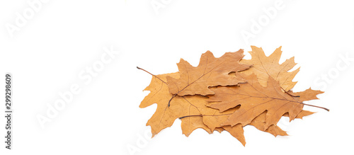 Leaves and seeds (Quercus rubra) on a white background