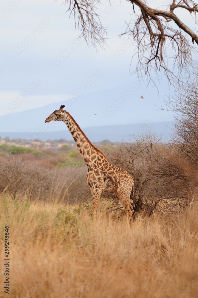 Obraz premium girafe