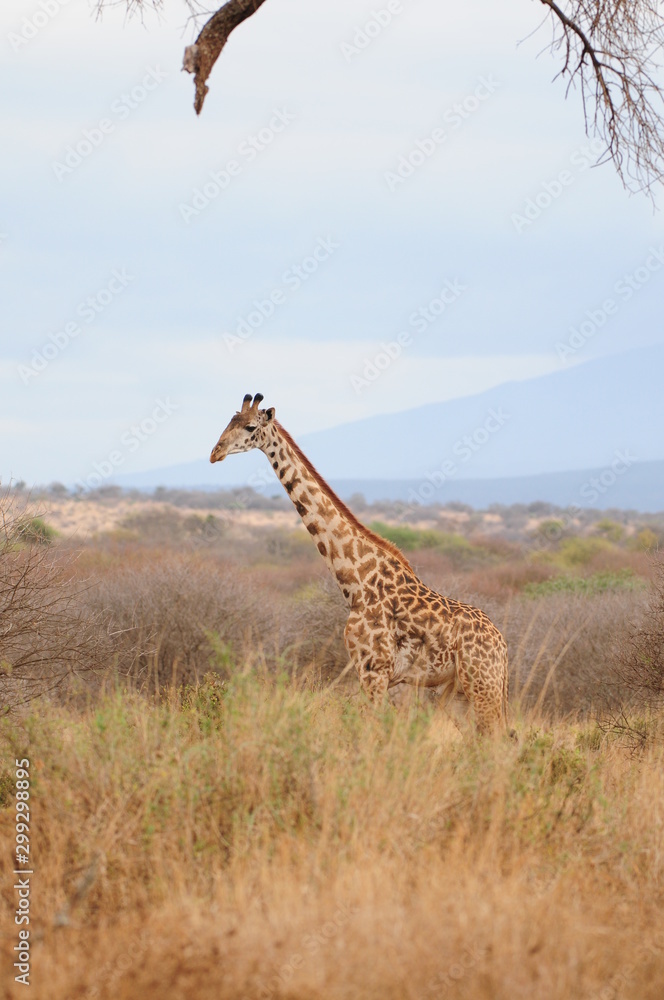 Fototapeta premium girafe