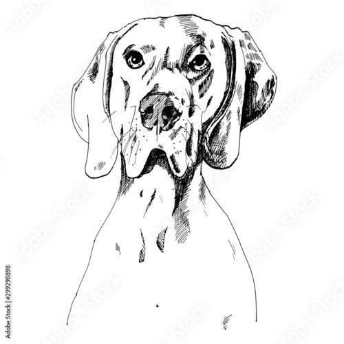 hand-drawn ink drawing of a dog with a faithful look. portrait, pet, face, vector graphics, monochrome.