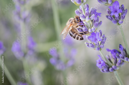 Macro of honey bee collects pollen on lavender