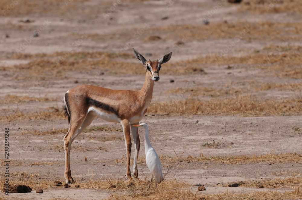 antilope antilope