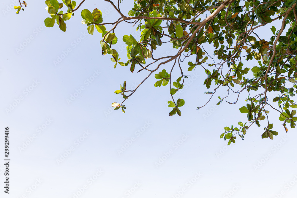 Trees branches beautiful green leaves against clear blue sky background Trees branches beautiful green leaves against clear blue sky background