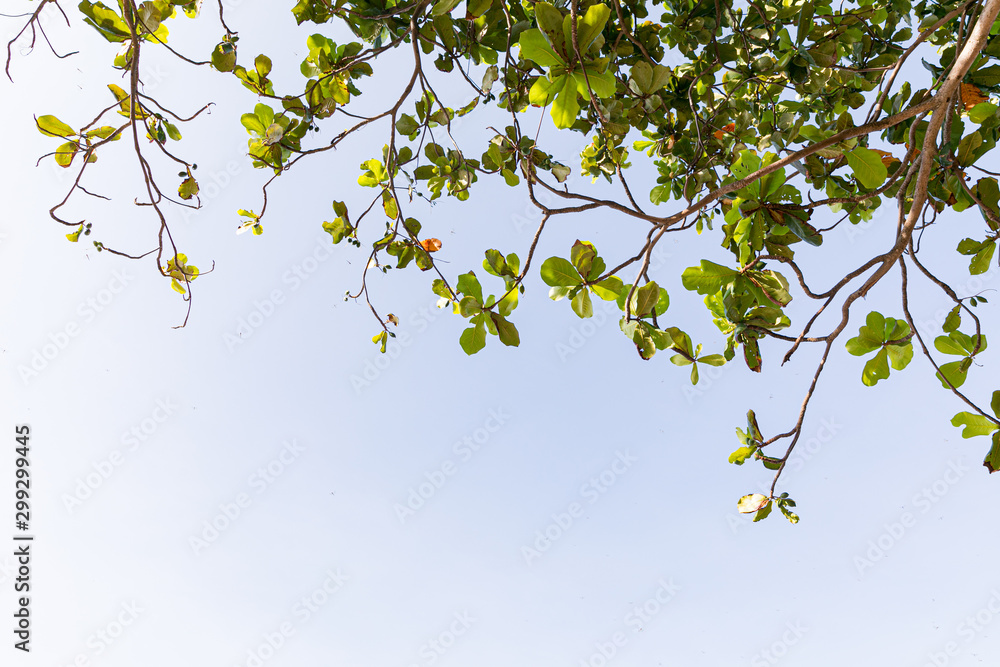 Trees branches beautiful green leaves against clear blue sky background Trees branches beautiful green leaves against clear blue sky background