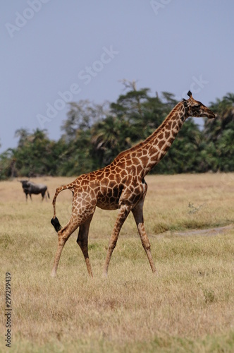 girafe