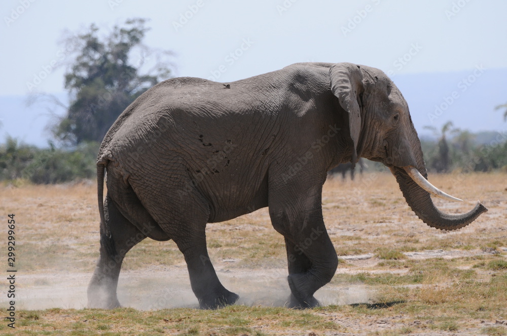 Fototapeta premium elephant