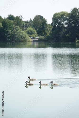 Sommer am See