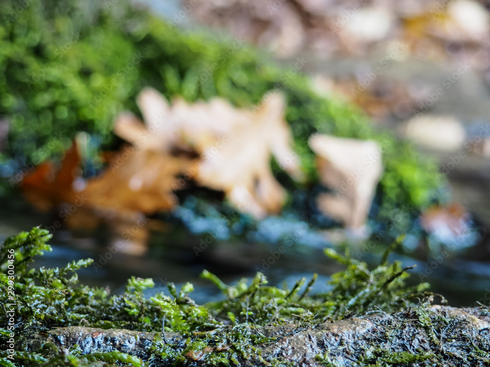 a branch and a blurred forest in the background as a substrate for objects