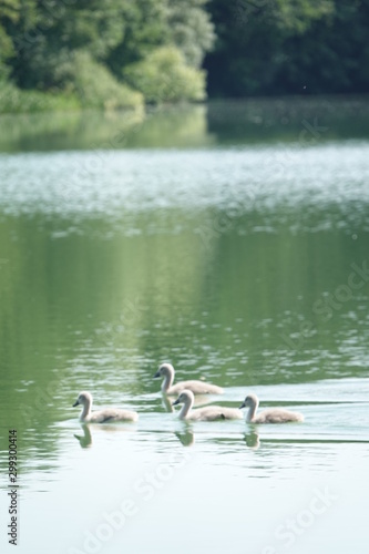 Sommer am See