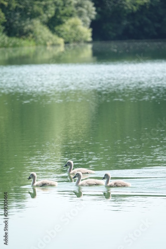 Sommer am See