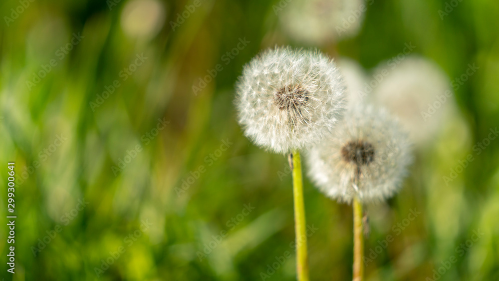 green dandelion field