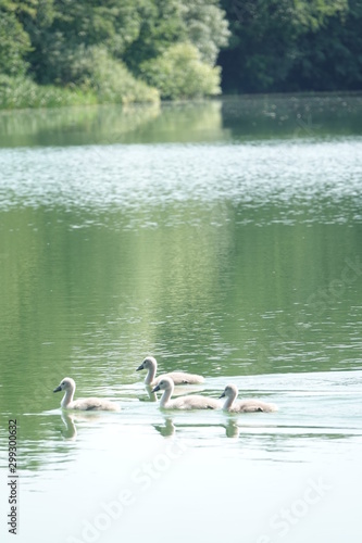 Sommer am See