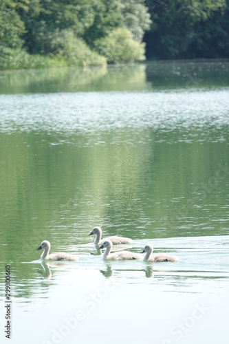 Sommer am See