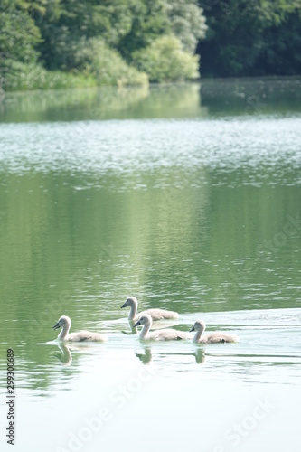 Sommer am See