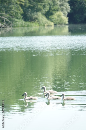 Sommer am See