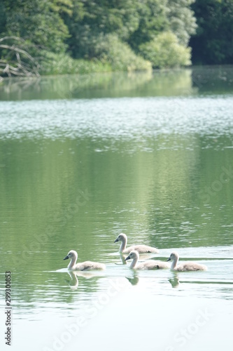 Sommer am See