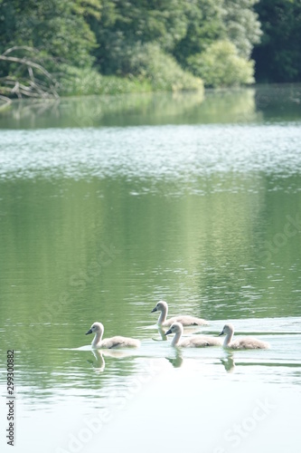 Sommer am See