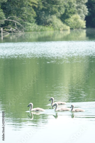 Sommer am See