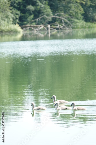 Sommer am See